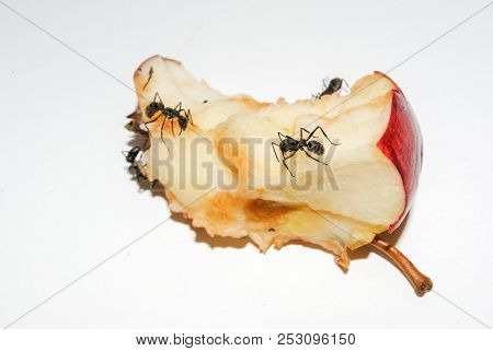 Big Black Ants Eating Rotten Apple On White Background