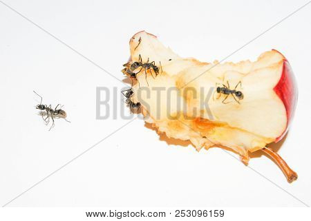Big Black Ants Eating Rotten Apple On White Background