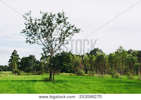 Soothing Green Rice Field With Trees And Bright Sky In Background