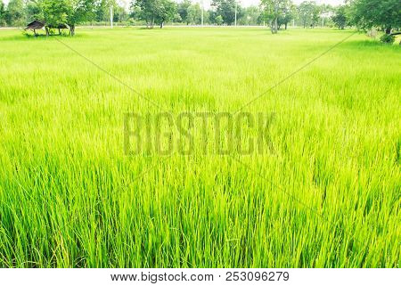 Soothing Green Rice Field With Trees And Bright Sky In Background