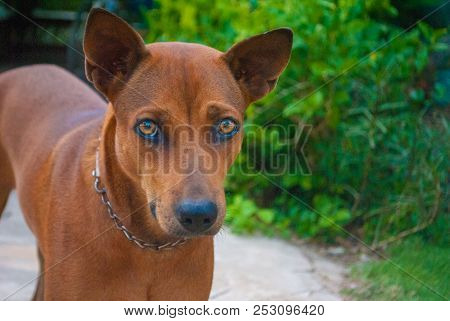 Thai Brown Dog Is Expressing Emotion Coldly