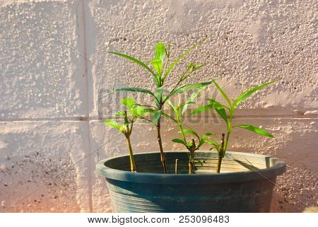 New Sprouts Just Planted In The Plastic Pot In The Morning