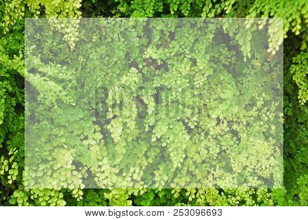 Closeup Green Small Plant In Northern Agriculture Farm Of Thailand Give Soothing Feeling