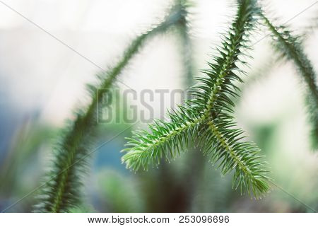 A Plant That Has Thorn-like Green Leaves And Yellow Branch Hanging Down From The Top Of Photo With B