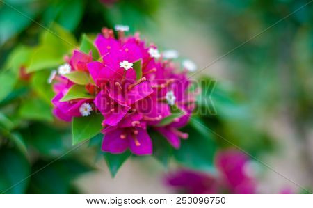 Bougainvillea Or Paper Flower On Its Branch, Showing Colorful Petal Which Is Dark Pink, White, Green