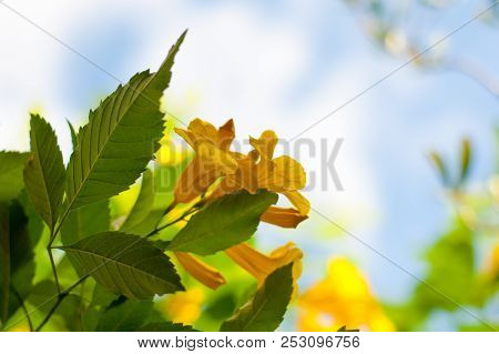 A Yellow Beautiful Flowers Are Taken Shot Together With Complete-shape Green Leaves In Bottom View, 