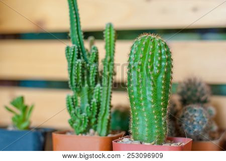 A Little Cute Green Cactus In Red Plastic Pot Stands Out From The Other Blurred Cactuses In The Back