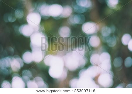 Natural Bokeh Of Light And Leaves, Green Abstract Background, Shiny