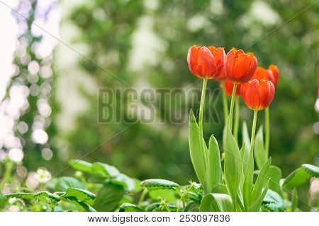 Bouquet Of Tulips (tulipa Spp. L.) With Light Through The Window. Give A Warm Feeling To The Garden.
