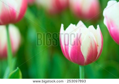 Bouquet Of Tulips (tulipa Spp. L.) With Light Through The Window. Give A Warm Feeling To The Garden.