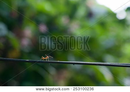 Little Red Ant Stop Walking On The Wire Line Sensing Something By Its Antenna With Blurred Backgroun