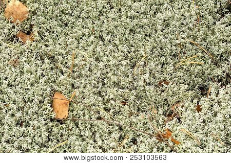 Cladonia Stellaris, Mosses And Lichens Of Europe. Ground Cover Lichen Growing In Coniferous Forests 