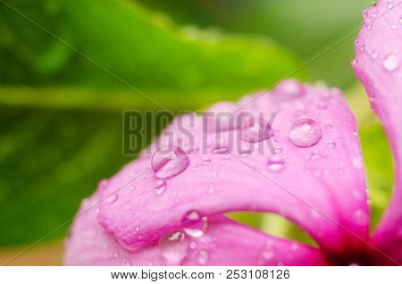 Purple Flower With Drops On The Grass Background