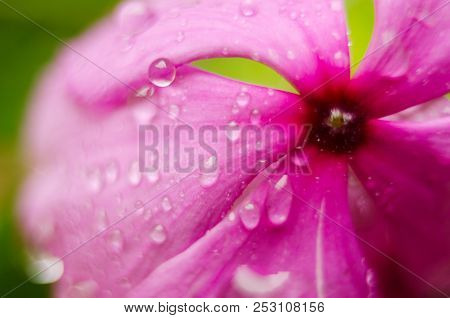 Purple Flower With Drops On The Grass Background