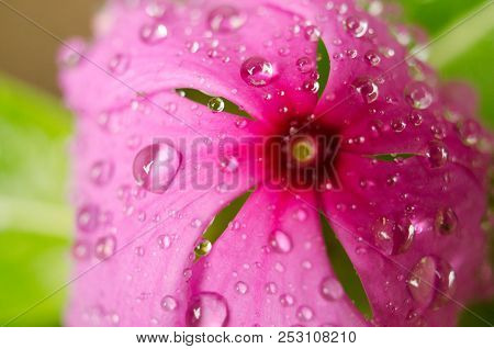 Purple Flower With Drops On The Grass Background