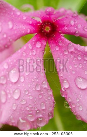 Purple Flower With Drops On The Grass Background