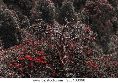 Branches Against The Background Of Blurred Red Flowers In The Forest