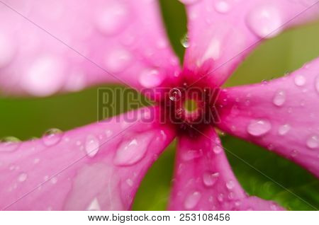 Purple Flower With Drops On The Grass Background