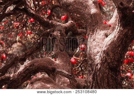 Branches Against The Background Of Blurred Red Flowers In The Forest