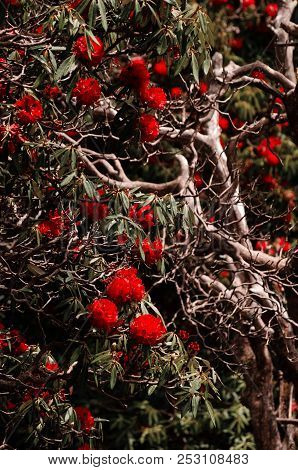 Branches Against The Background Of Blurred Red Flowers In The Forest