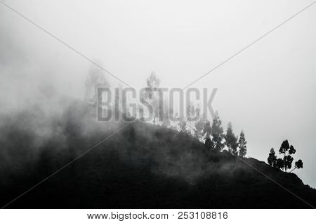 Trees In The Clouds Around The Free Space