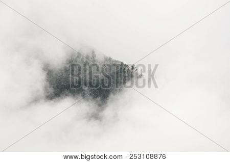 Trees In The Clouds Around The Free Space