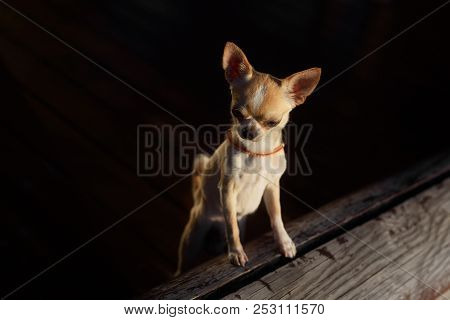 Small Brown Dog, Poppy Chihuahua Plus Pug.