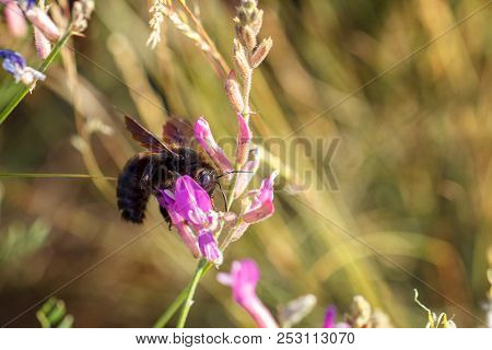 Black Bumblebee Sitting On A Flower Collects Pollen