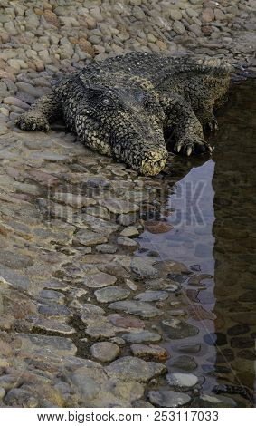 Crocodile On The Stone Floor. Nile Crocodile