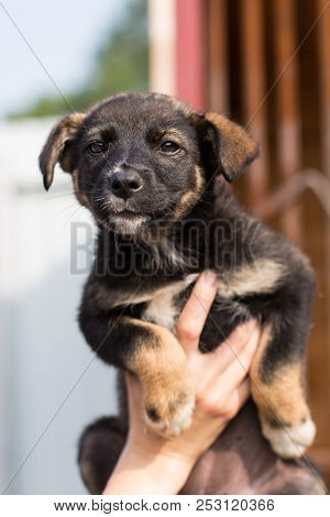 A Volonteer Is Holding A Black And Tan Homeless Puppy. Abandoned Scared Puppy From A Shelter Hopes T