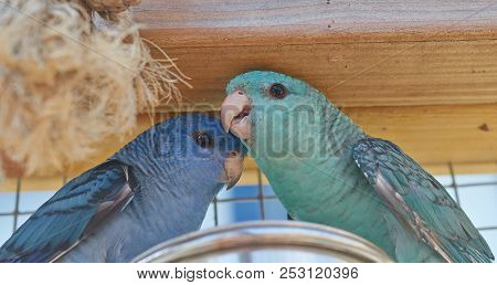 Family Portrait Of A Blue Female And Turquoise Male Barred Parakeet (bolborhynchus Lineola) Close Up