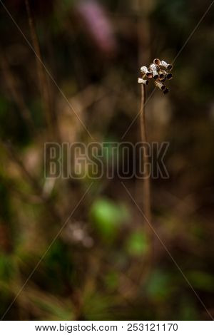 A Brown Branch Of A Dry Plant Against The Background Of A Blurred Field Of Warm Browns And Green Flo