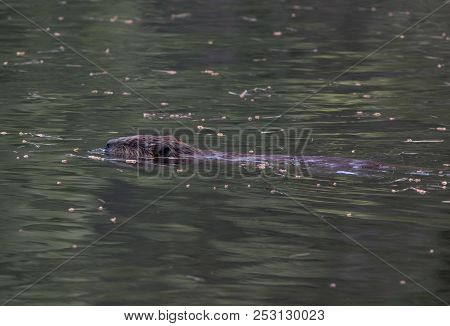 A Beaver Swimming In A Pond In Massachusetts.