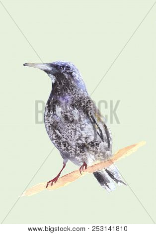 Blackbird On A Branch. Ousel Painting. Watercolor Illustration Of Thrush. Beautiful Stylized Bird. R