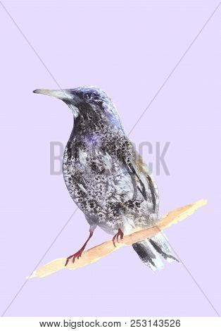 Blackbird On A Branch. Ousel Painting. Watercolor Illustration Of Thrush. Beautiful Stylized Bird. R