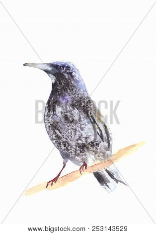 Blackbird On A Branch. Ousel Painting. Watercolor Illustration Of Thrush. Beautiful Stylized Bird. R