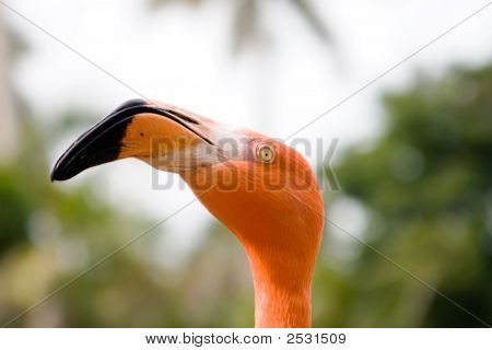 Flamingo