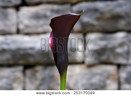 Cala Lilly Sideview