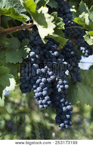Close Up Of Ripe Red Grapes Ready For Autumn Harvest