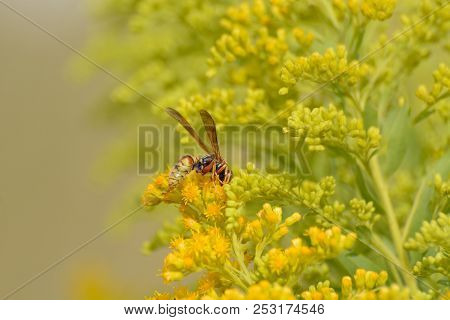 Golden Paper Wasp Also Know As Northern Paper Wasp Or Polistes Fuscatus On Yellow Wildflowers