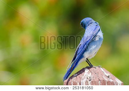 Regal Mountain Bluebird Perched Atop A Wooden Post