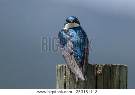 Spunky Little Tree Swallow Making Direct Eye Contact While Perched Atop A Weathered Wooden Post