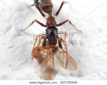 Macro Photography Of Ant Mimic Jumping Spider Biting Ontorso Of Prey On White Floor