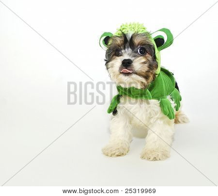 Cavachon szczeniak w stroju żaba