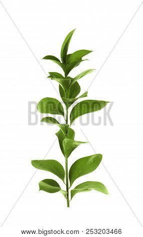 Branch With Fresh Green Ruscus Leaves On White Background