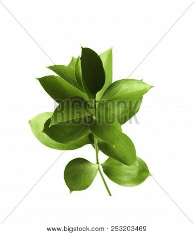 Branch With Fresh Green Ruscus Leaves On White Background