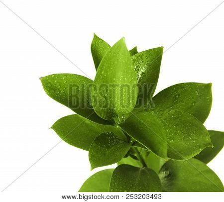 Branch With Fresh Green Ruscus Leaves On White Background