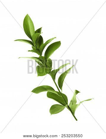 Branch With Fresh Green Ruscus Leaves On White Background