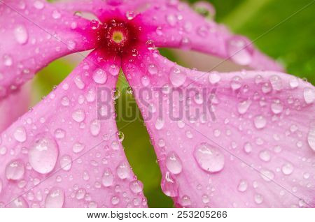 Purple Flower With Drops On The Grass Background