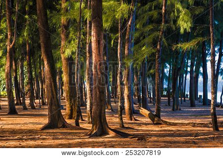 Tall Pine Trees Standing Against Morning Sun Light At A Beach In Phuket, Thailand, Good For Travel O
